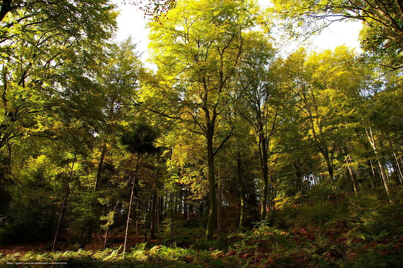 Sunlit Forest Canopy — Green, Serene, Afternoon, Photograph