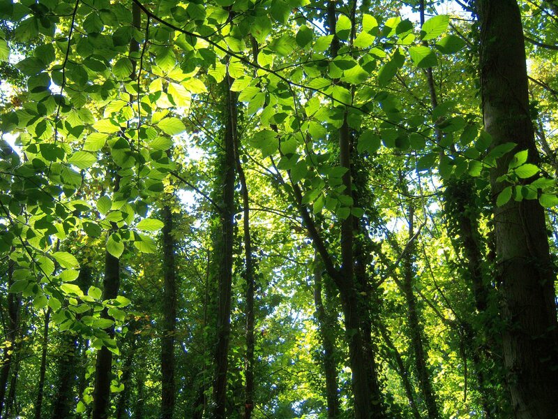 Sunlit Forest Canopy — Green, Serene, Afternoon, Photograph, Trees, Leaves, Sunlight, Yellow