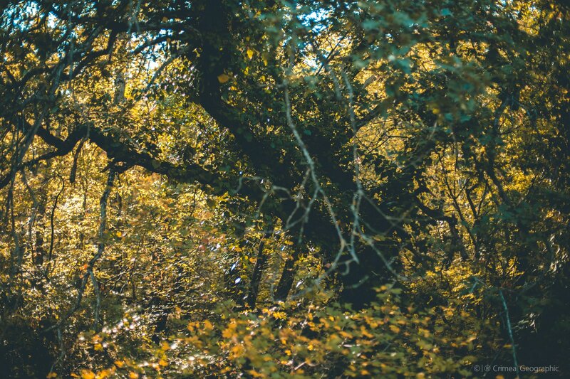 Sunlit Forest Canopy — Green, Serene, Afternoon, Photograph, Trees