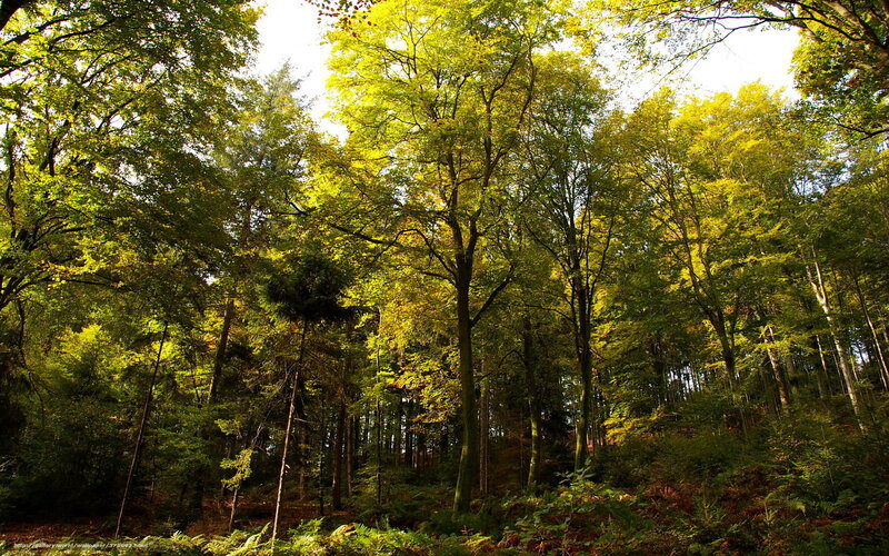 Sunlit Forest Canopy — Green, Serene, Afternoon