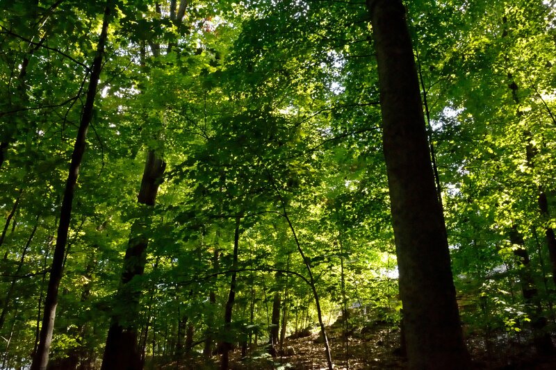Sunlit Forest Canopy — Green, Serene
