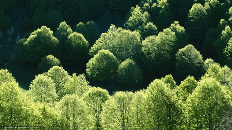 Sunlit forest canopy