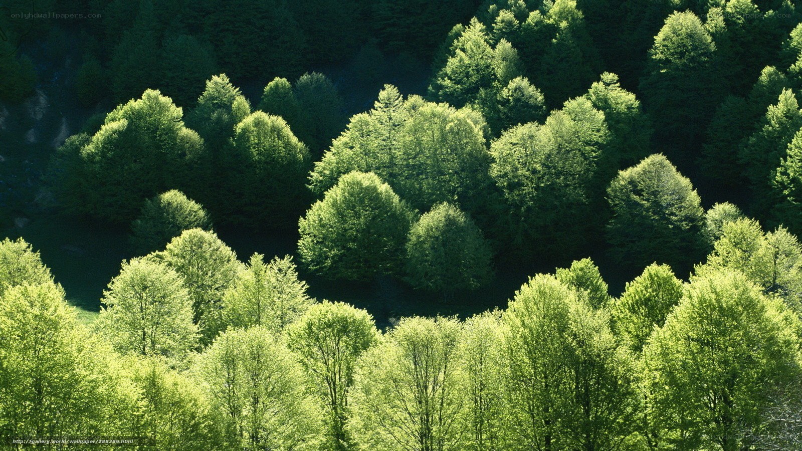 Sunlit forest canopy