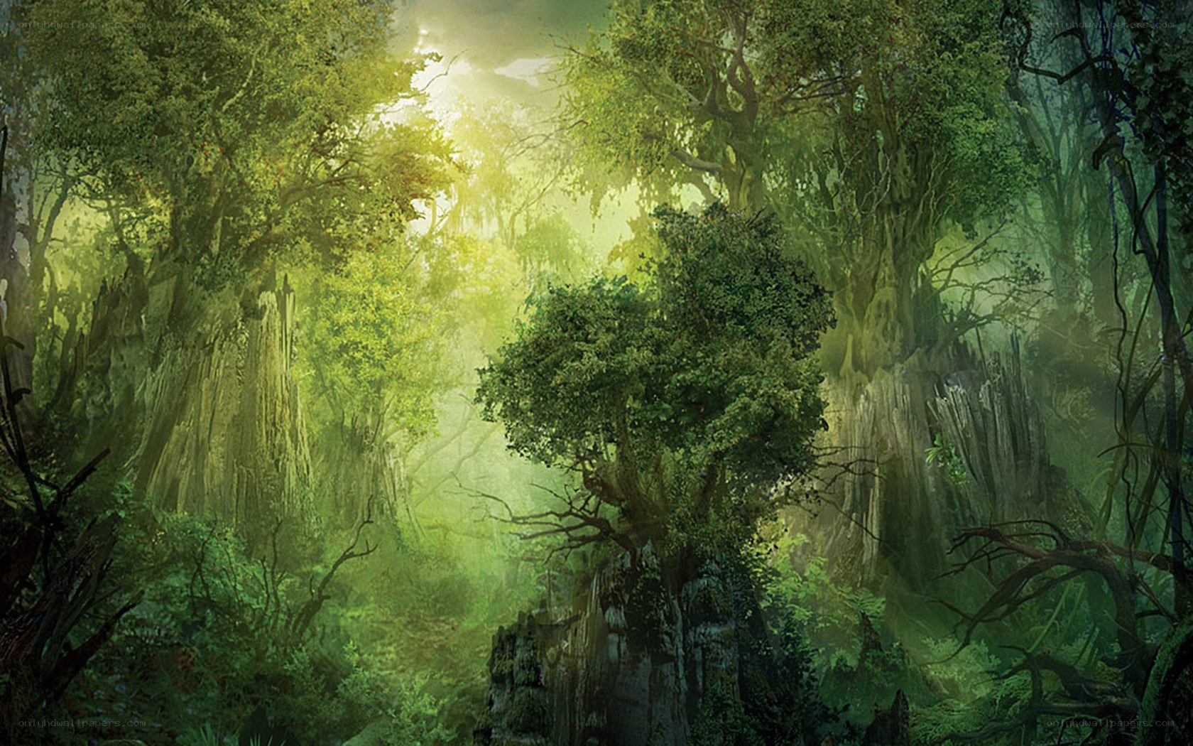 Sunlit forest clearing