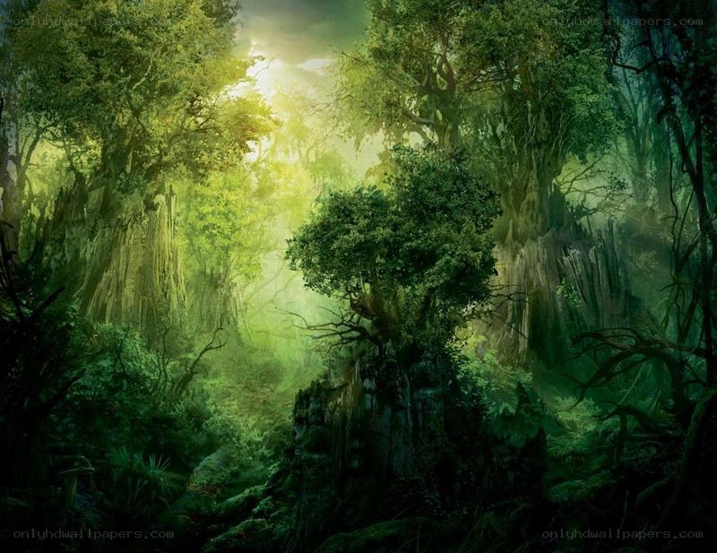 Sunlit forest clearing