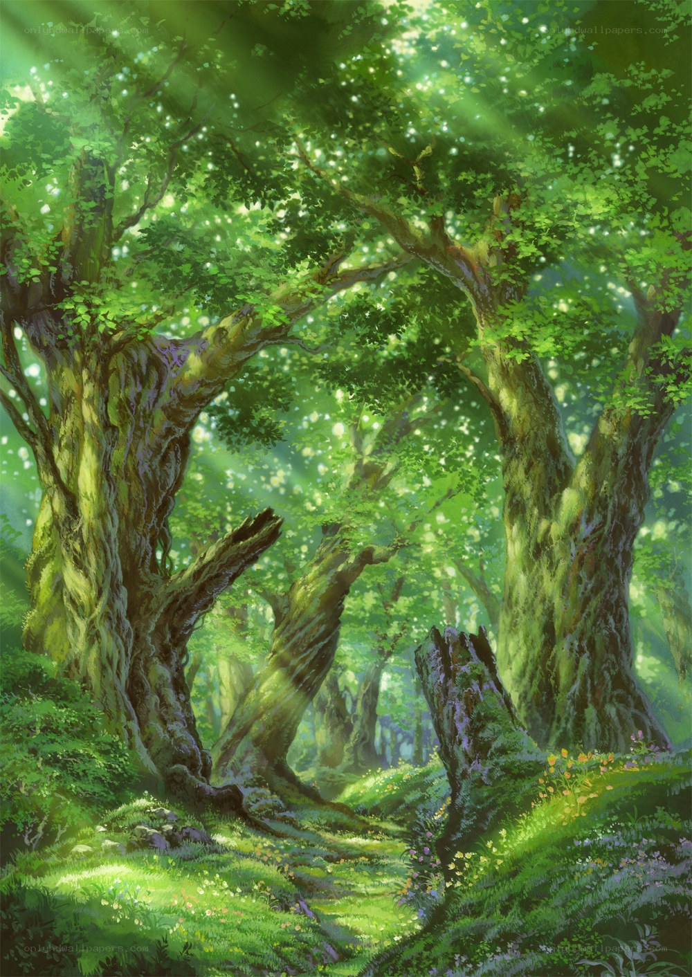 Sunlit forest clearing