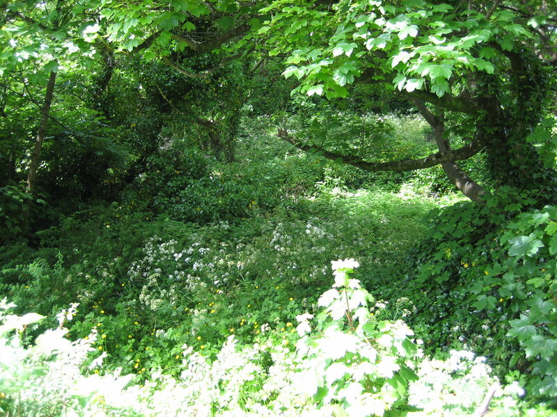 Sunlit forest clearing