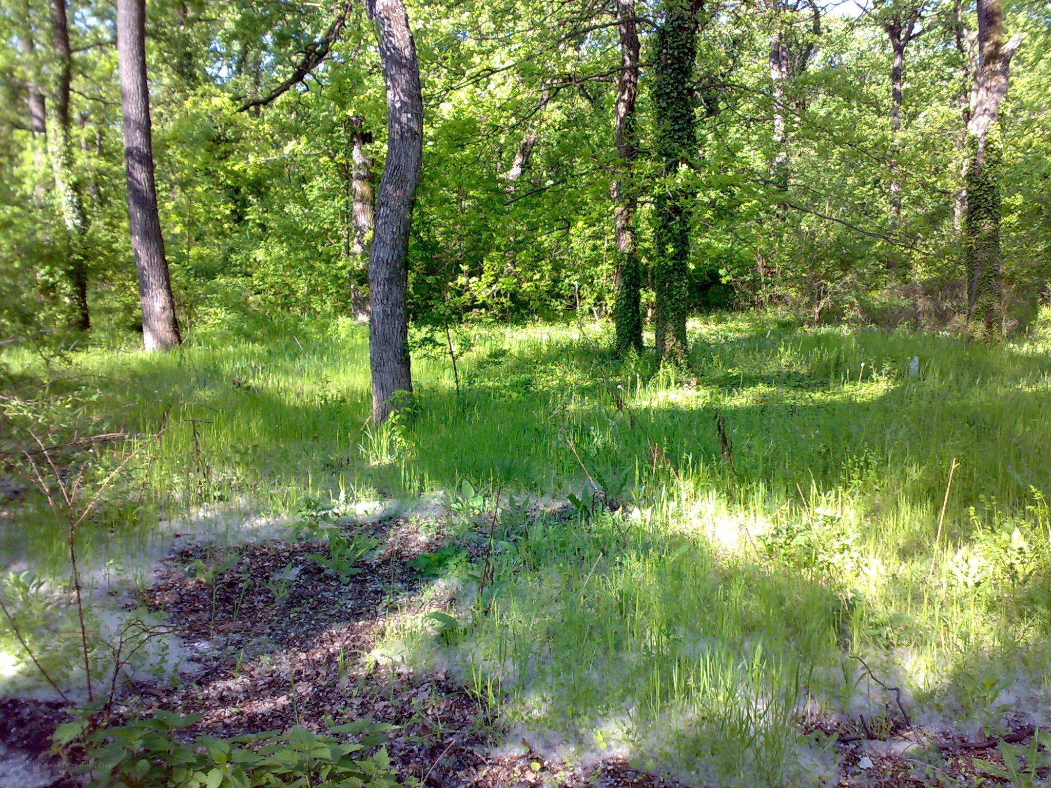 Sunlit forest clearing
