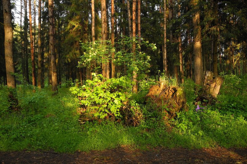 Sunlit forest clearing