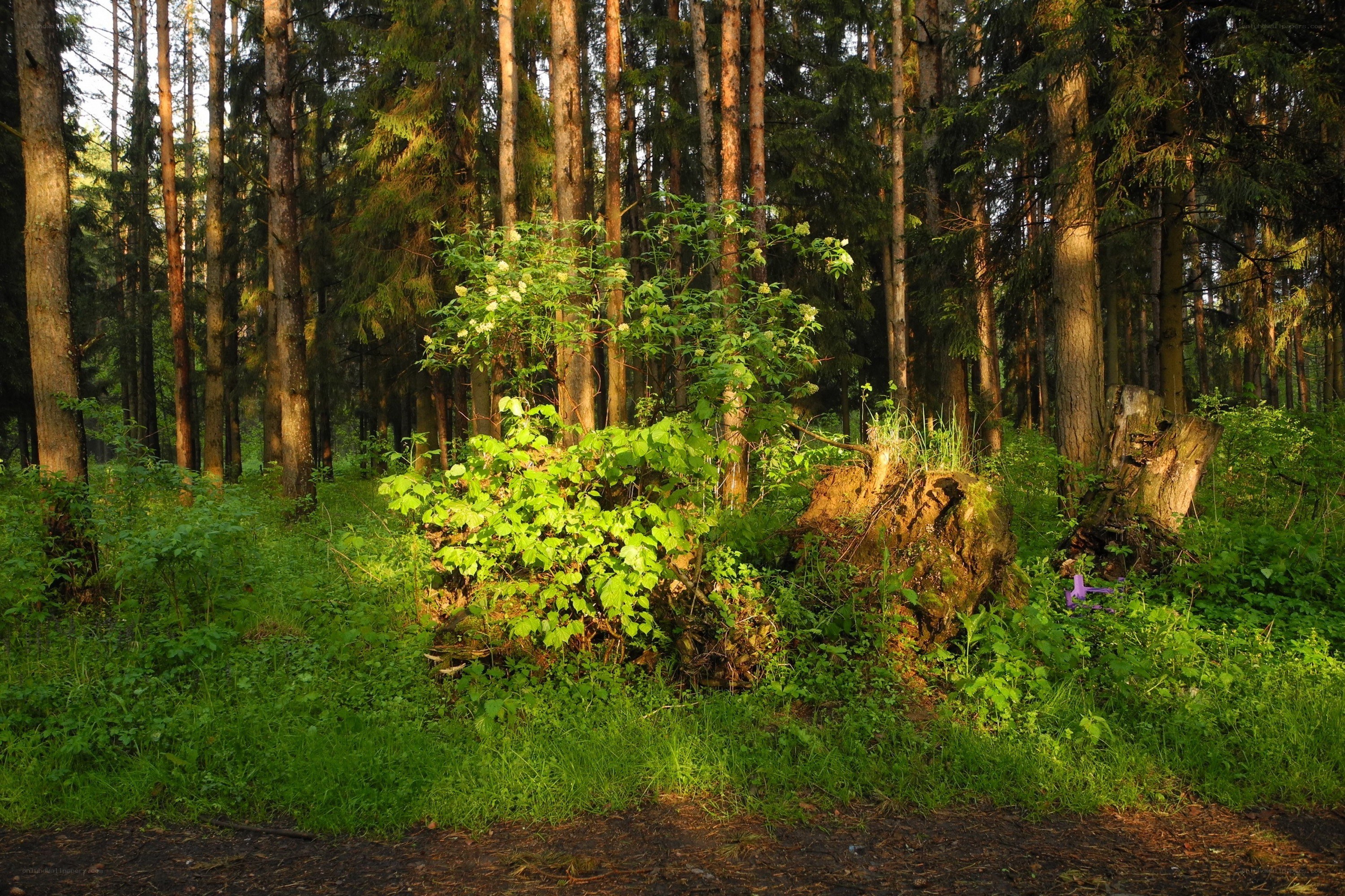 Sunlit forest clearing