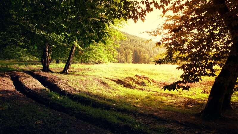Sunlit forest clearing