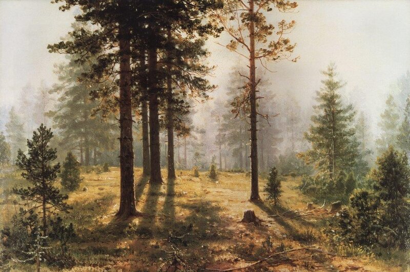 Sunlit forest clearing