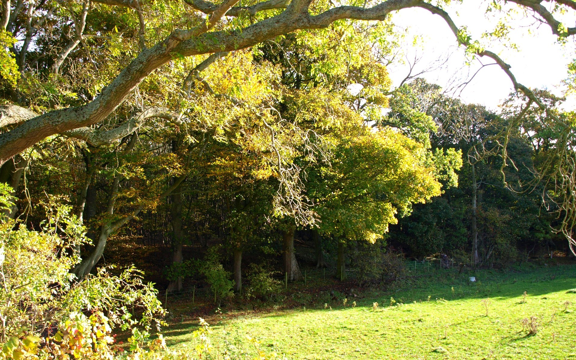 Sunlit forest clearing