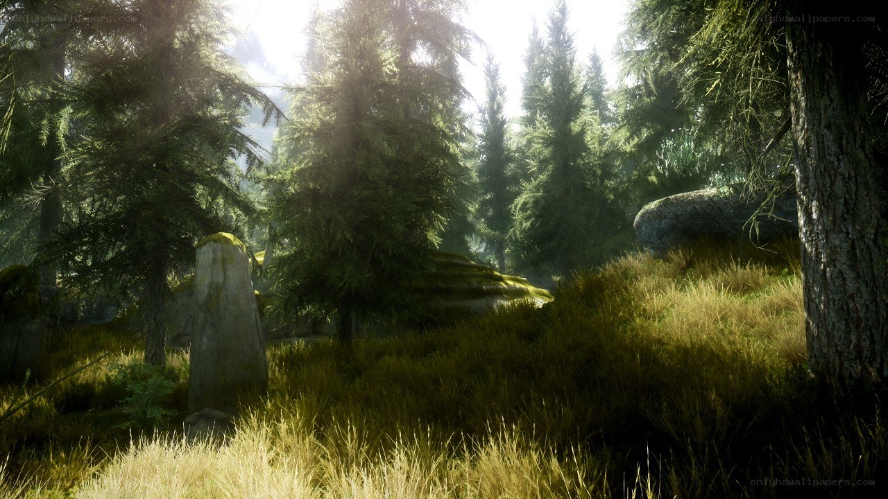 Sunlit forest clearing