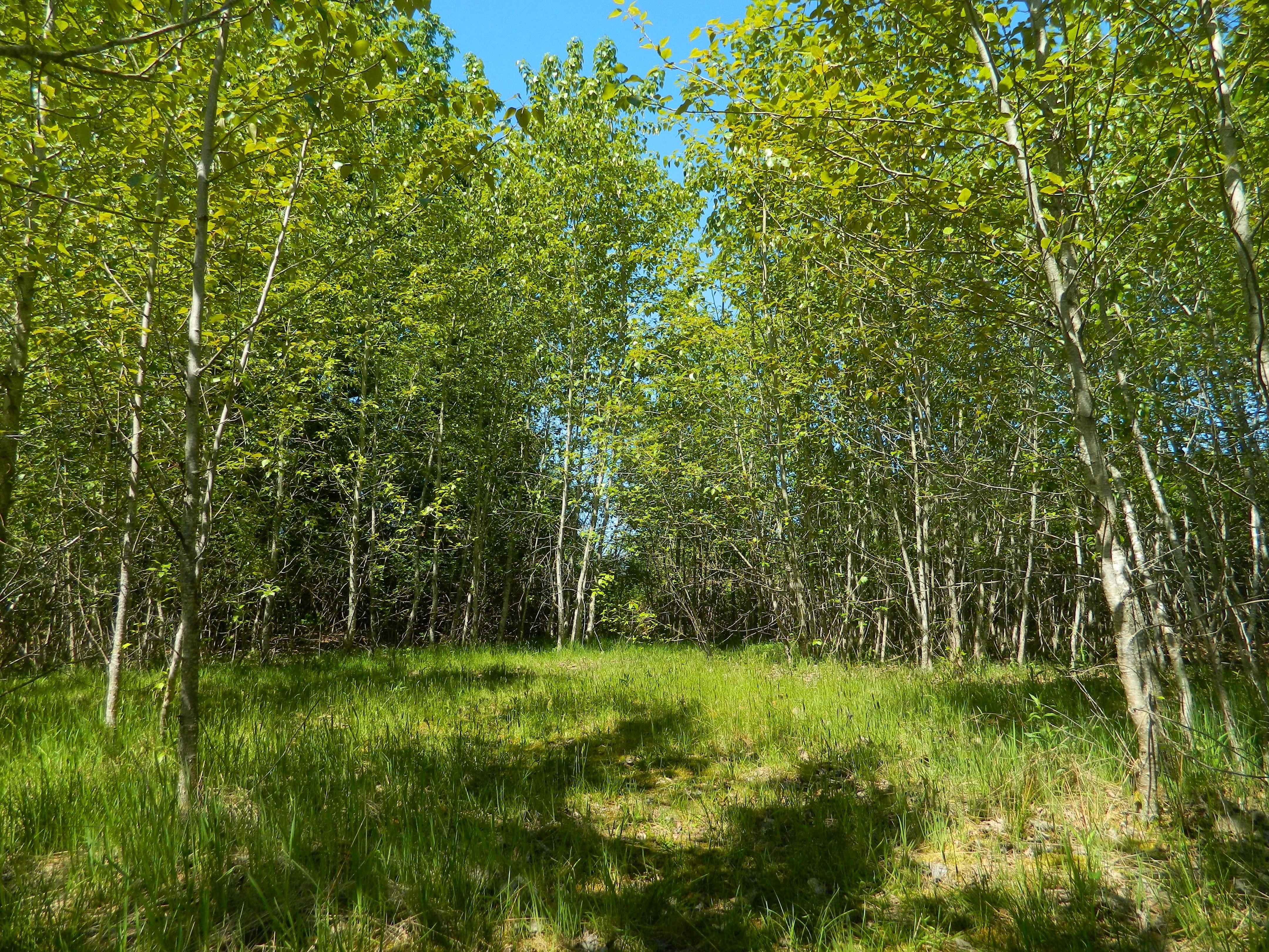 Sunlit forest clearing