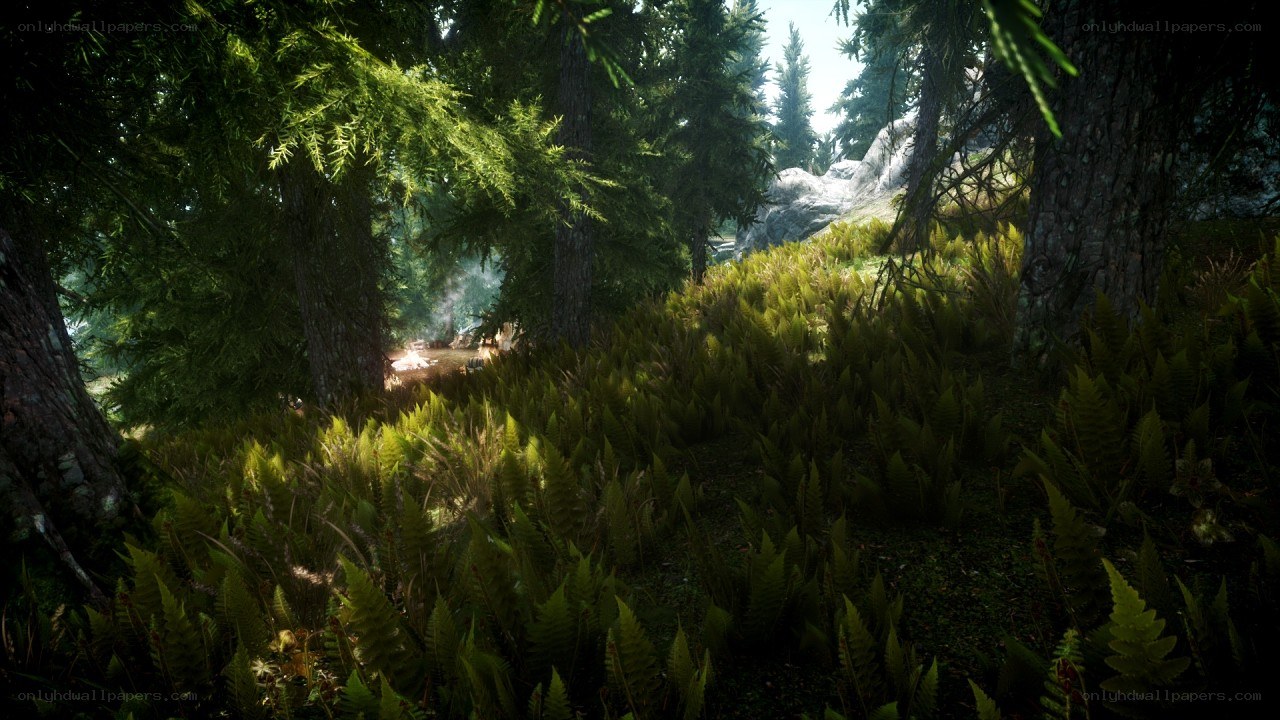 Sunlit forest clearing