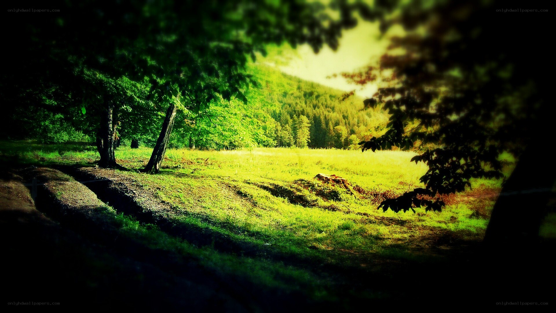 Sunlit forest clearing