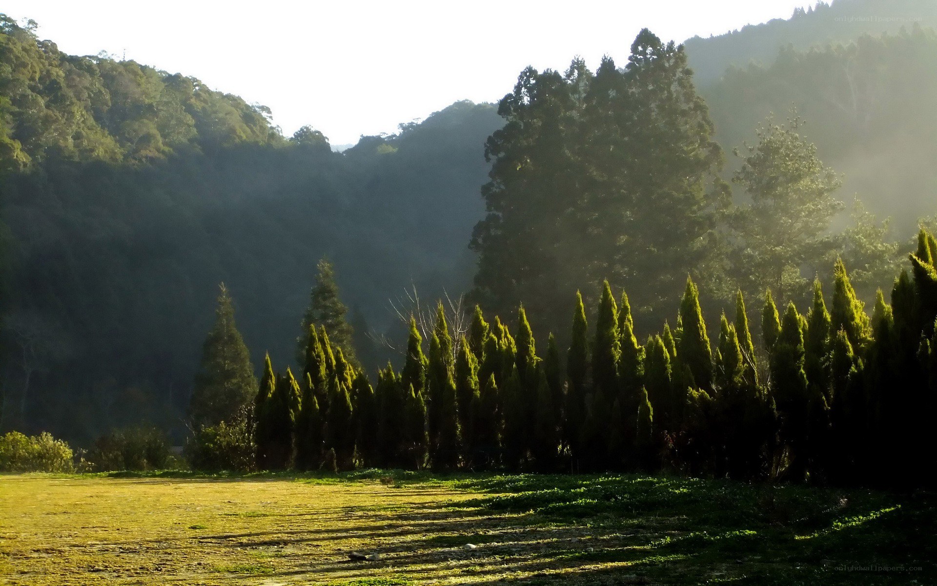 Sunlit forest clearing