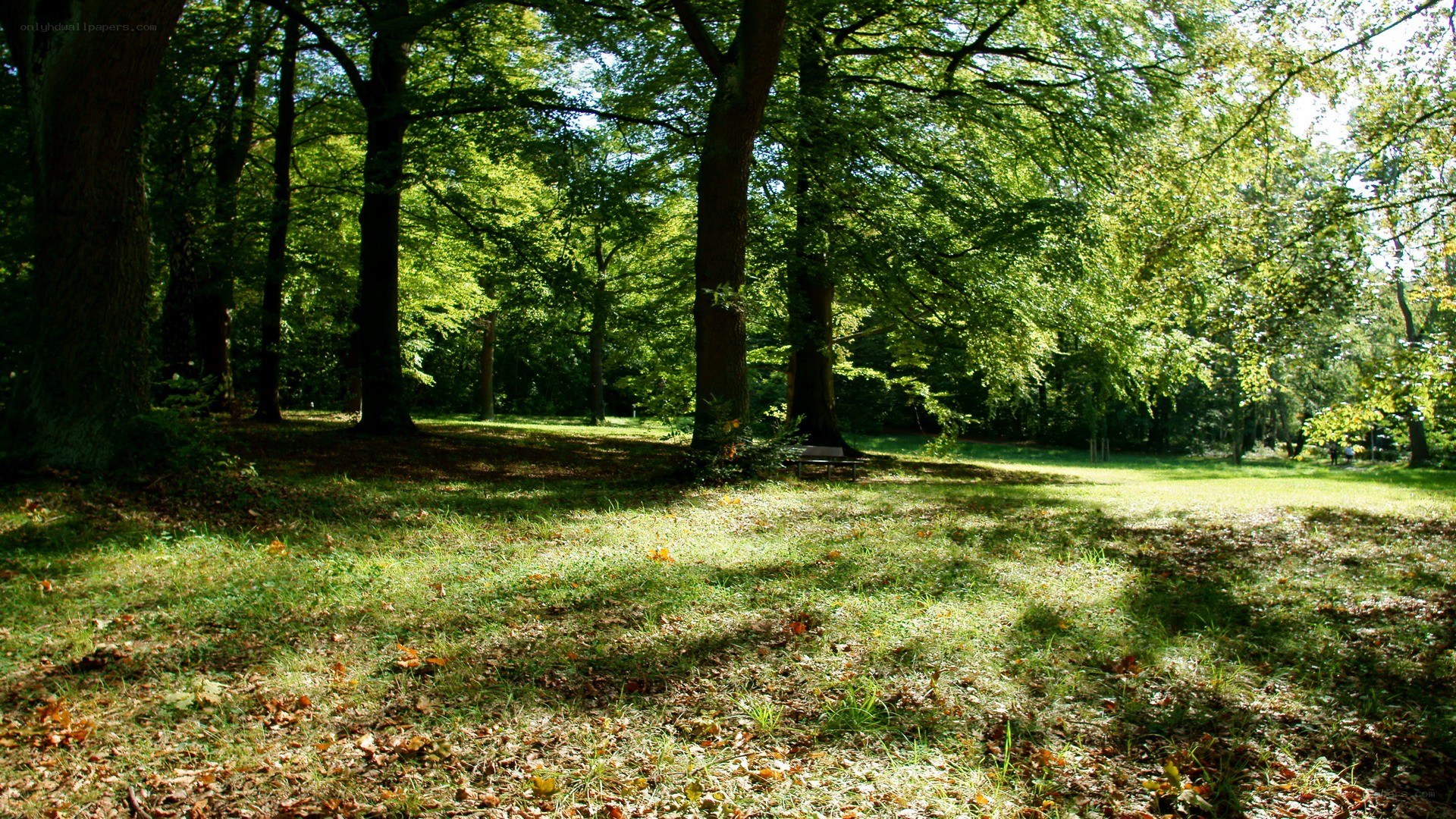 Sunlit forest clearing