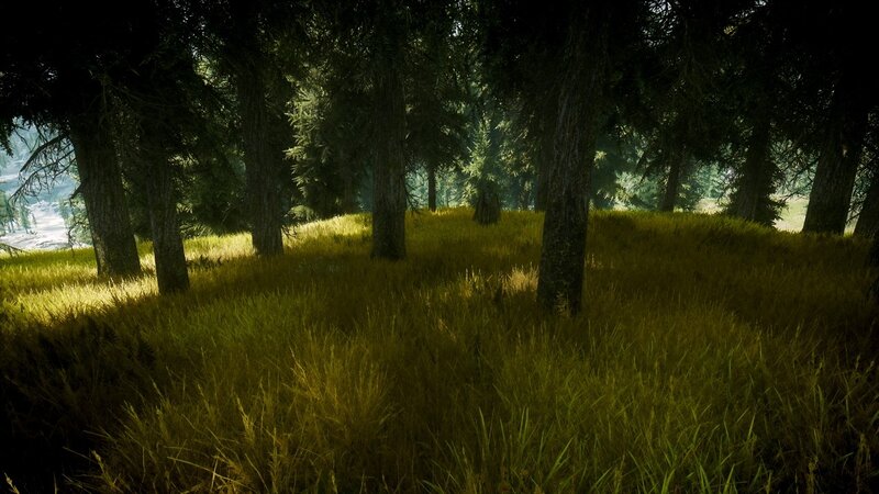Sunlit forest clearing