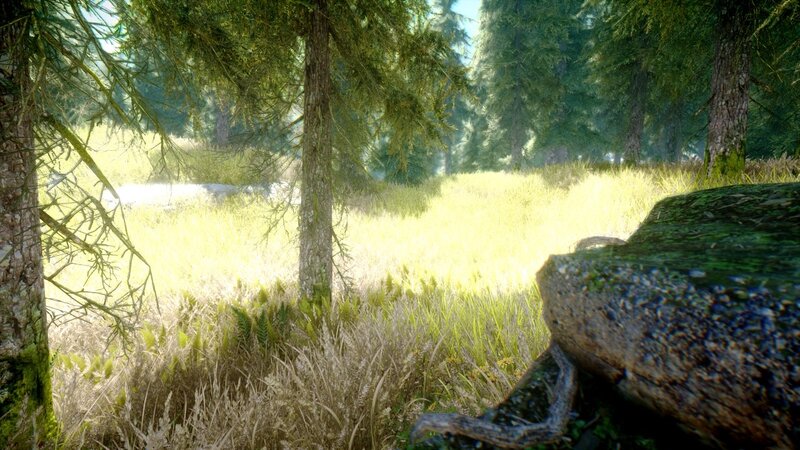 Sunlit forest clearing