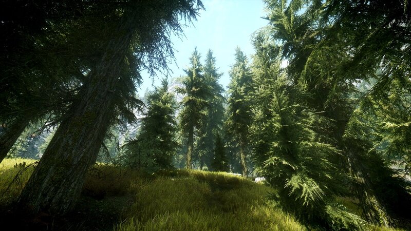 Sunlit forest clearing