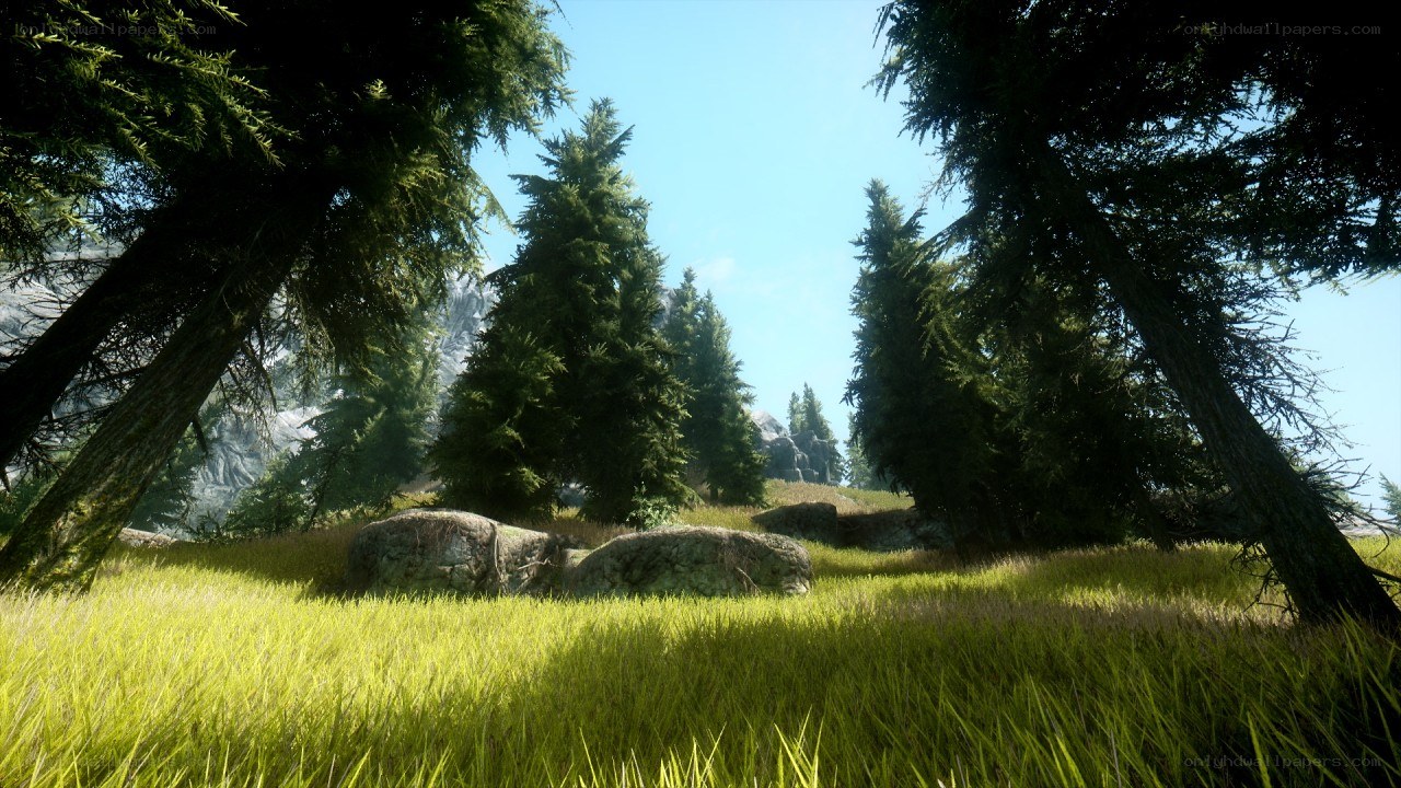 Sunlit forest clearing