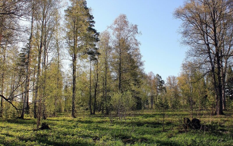Sunlit forest clearing