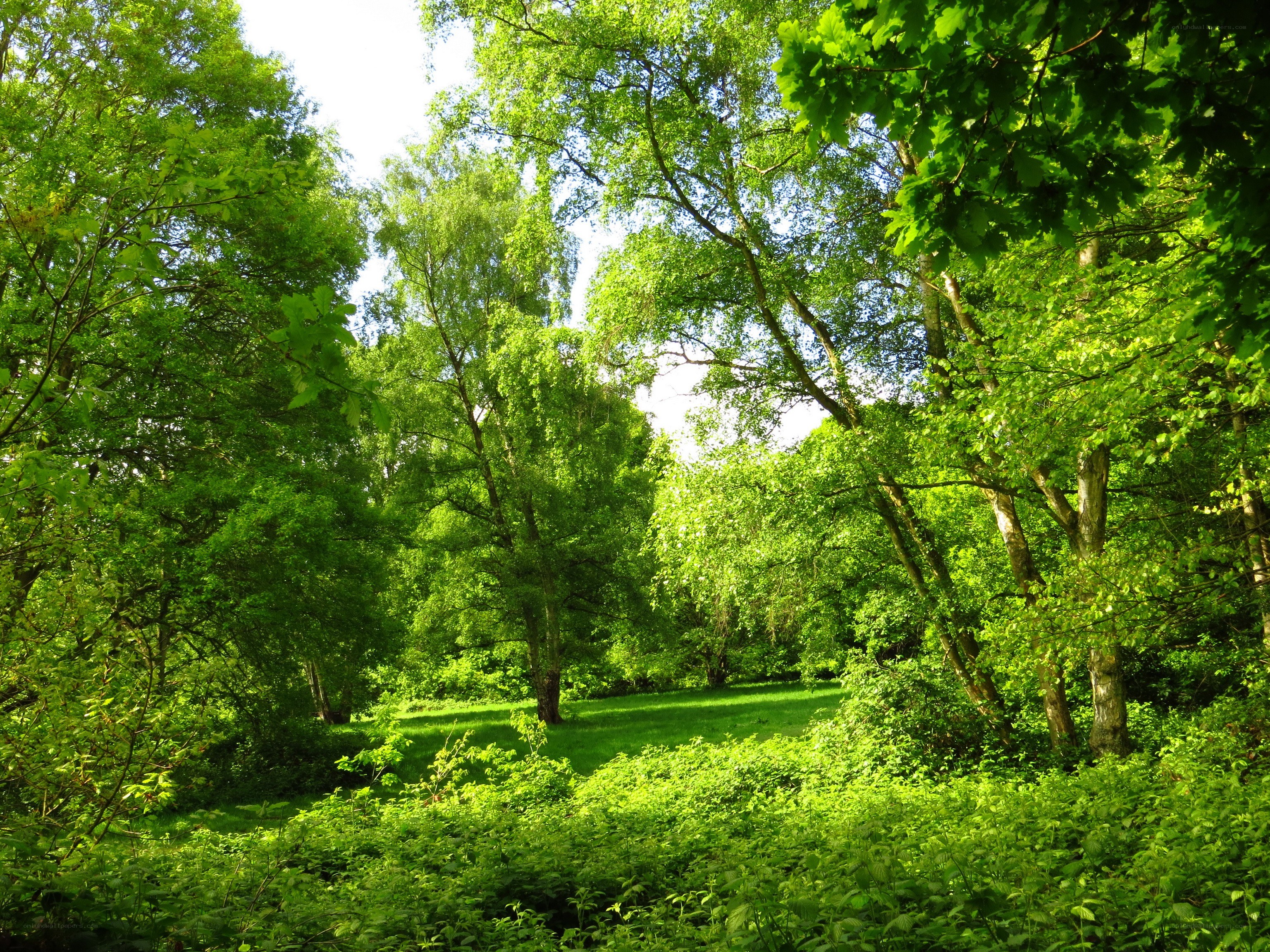 Sunlit forest clearing