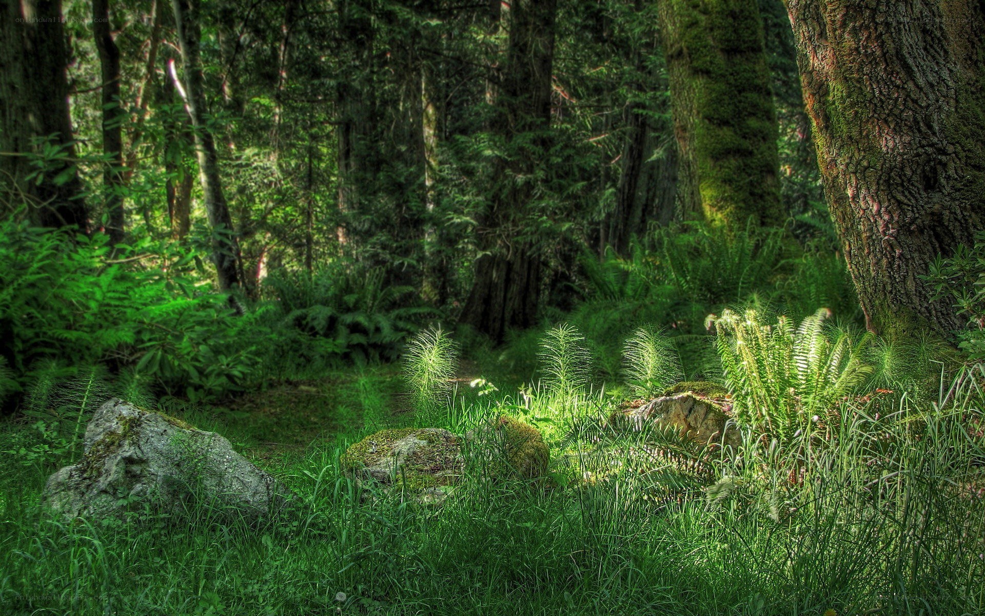 Sunlit forest clearing