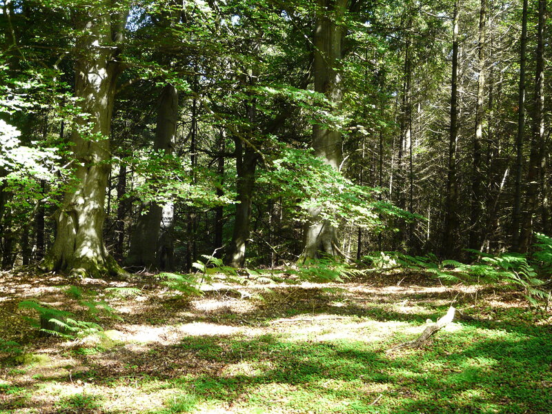 Sunlit forest clearing