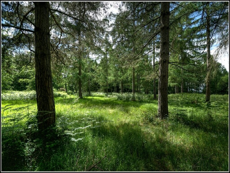 Sunlit forest clearing