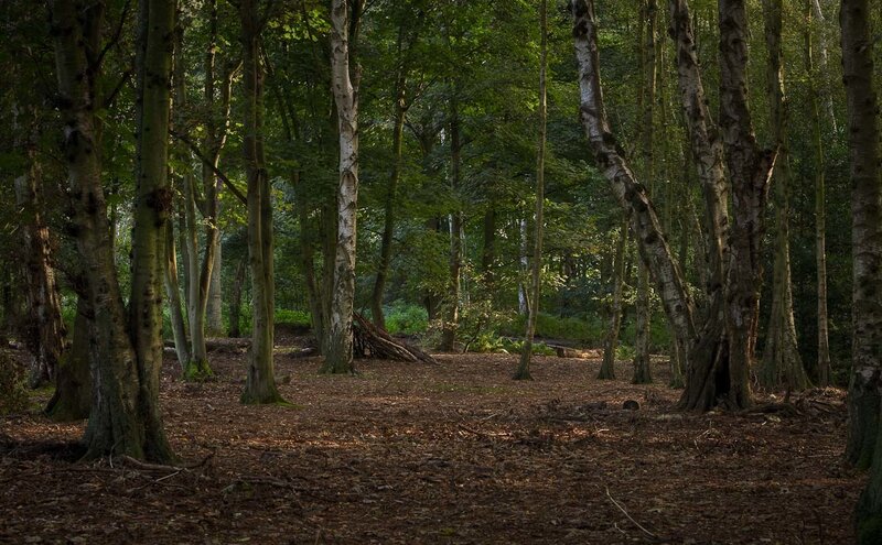 Sunlit forest clearing