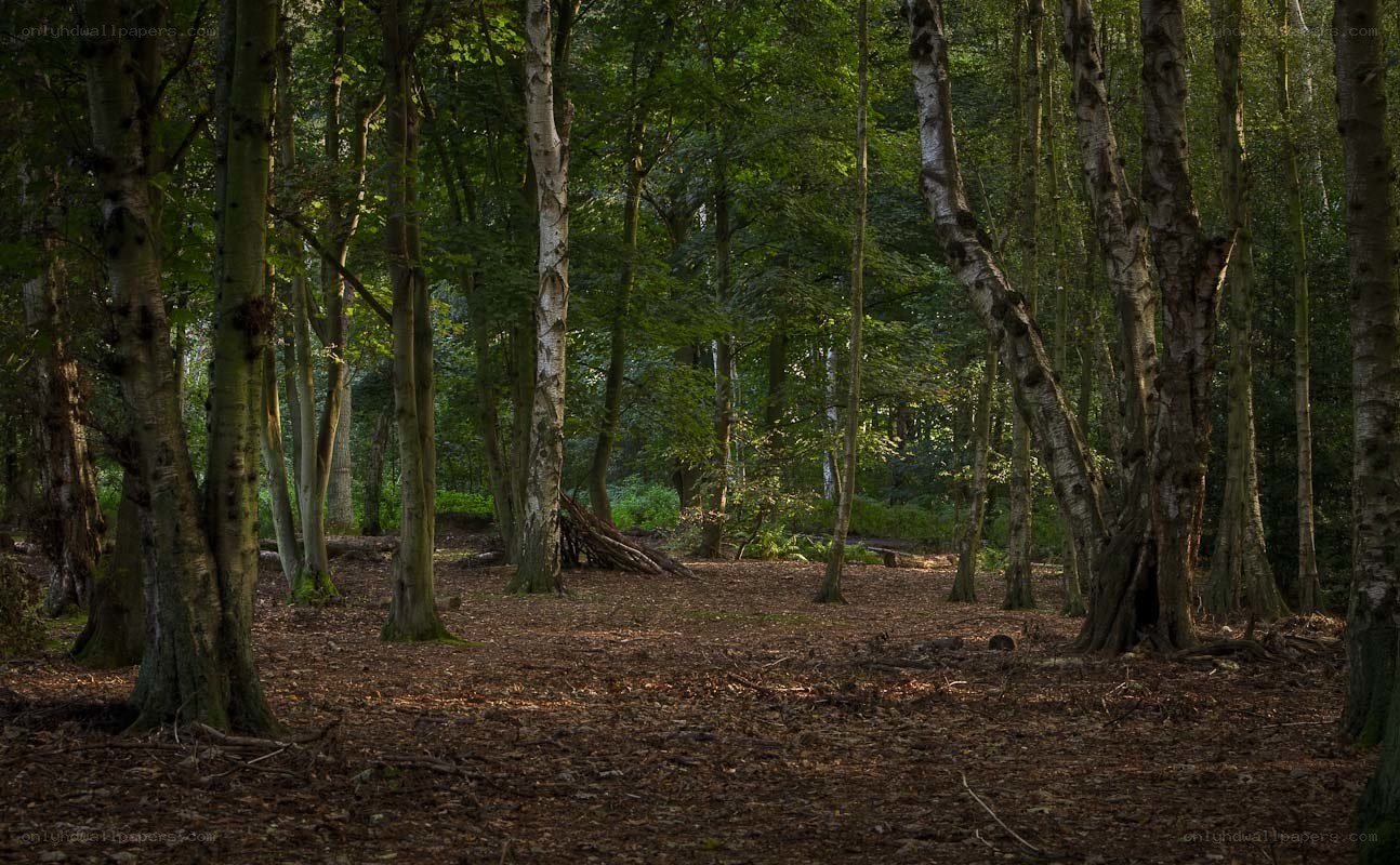 Sunlit forest clearing