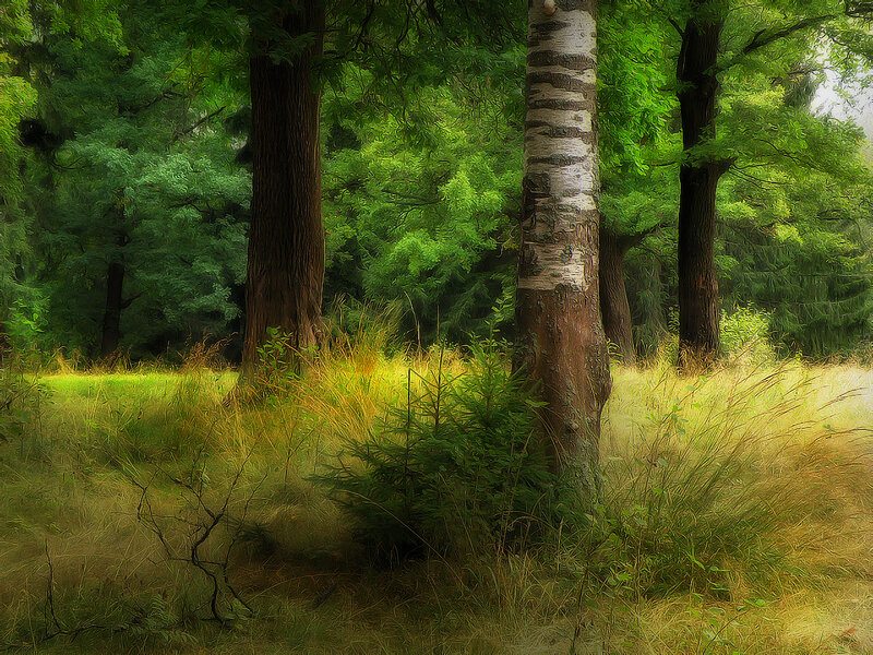 Sunlit forest clearing