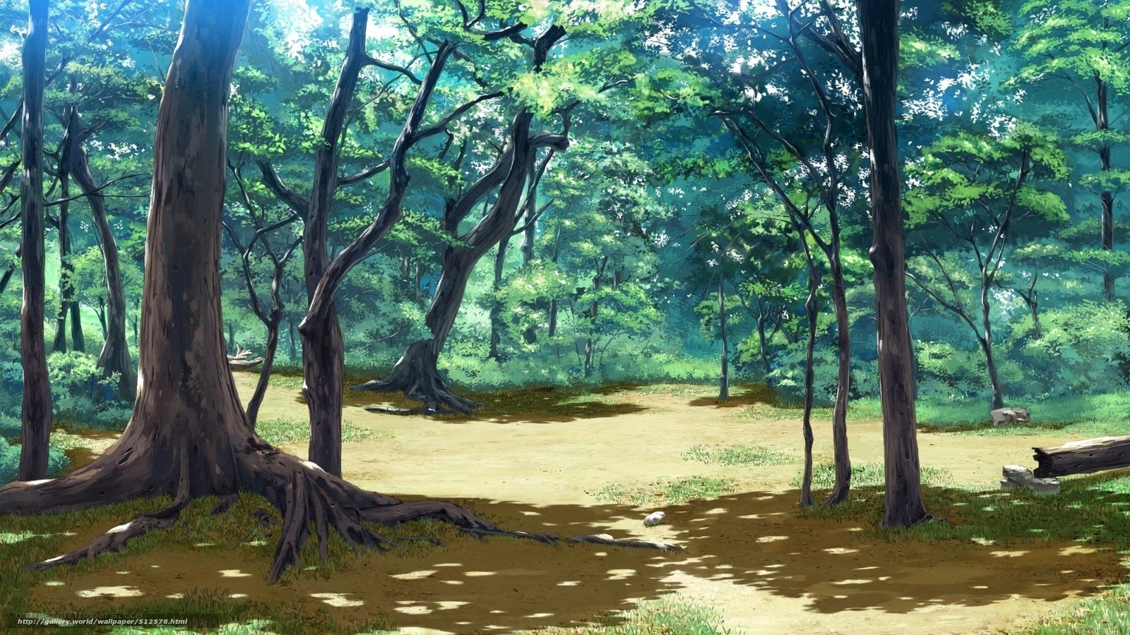 Sunlit forest clearing