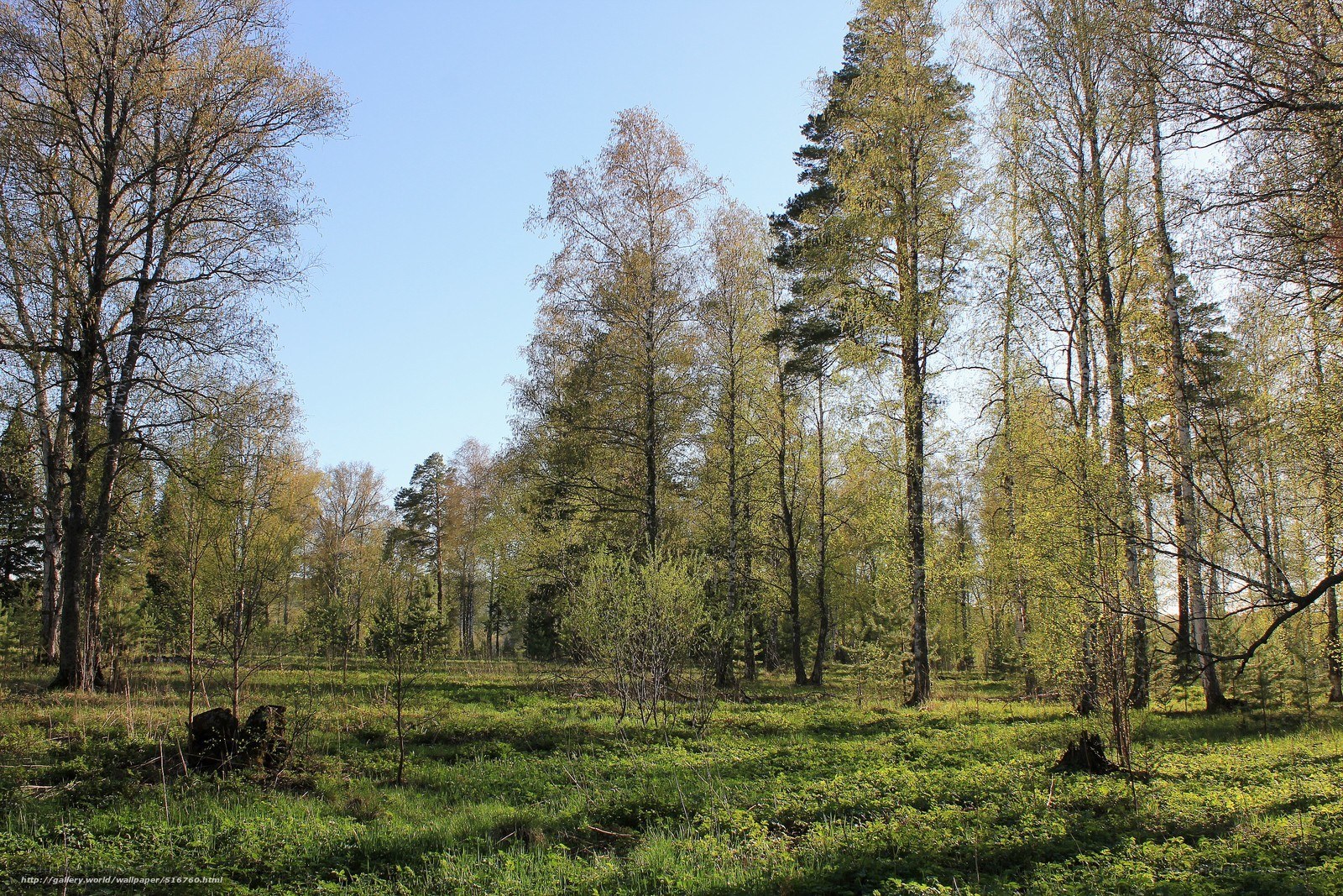 Sunlit forest clearing