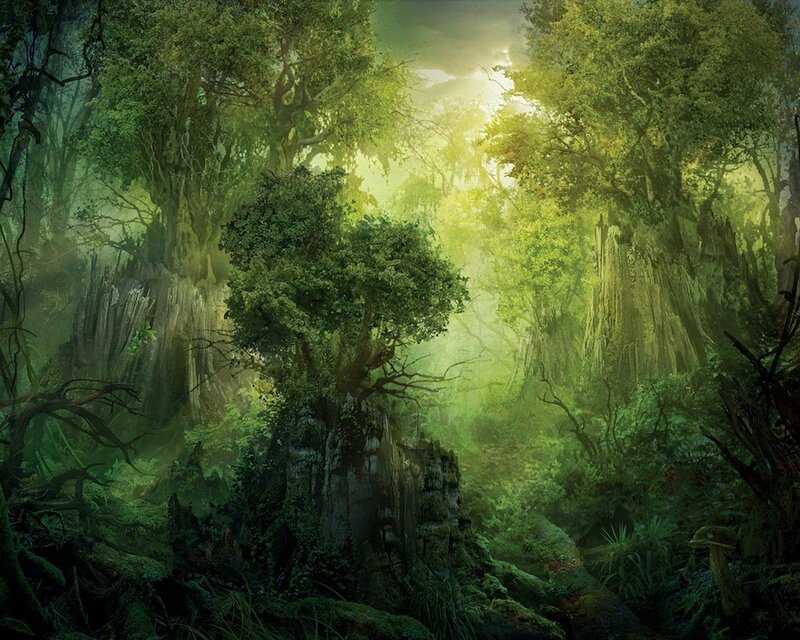 Sunlit forest clearing