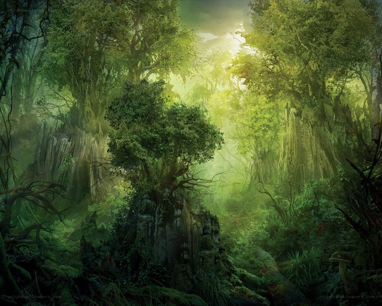 Sunlit forest clearing