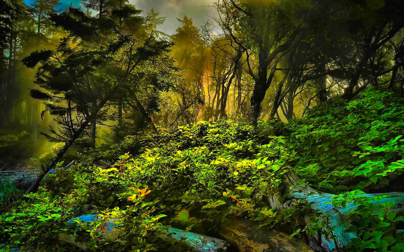 Sunlit Forest Clearing — Green, Dramatic