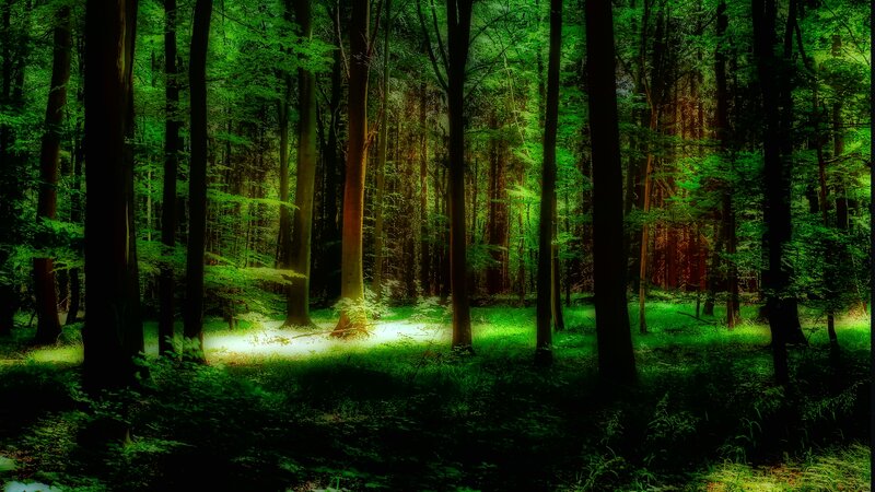 Sunlit Forest Clearing — Green, Serene, Afternoon, Photograph