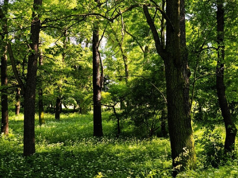 Sunlit Forest Clearing — Green, Serene, Afternoon, Photograph, Trees, Grass, Flowers, Brown