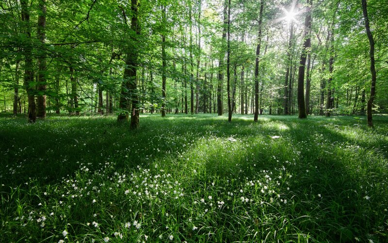 Sunlit Forest Clearing — Green, Serene, Afternoon, Photograph, Trees, Grass, Flowers
