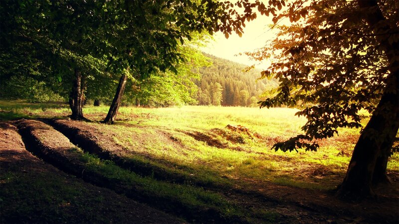 Sunlit Forest Clearing — Green, Serene, Afternoon, Photograph, Trees, Grass, Hill, Yellow