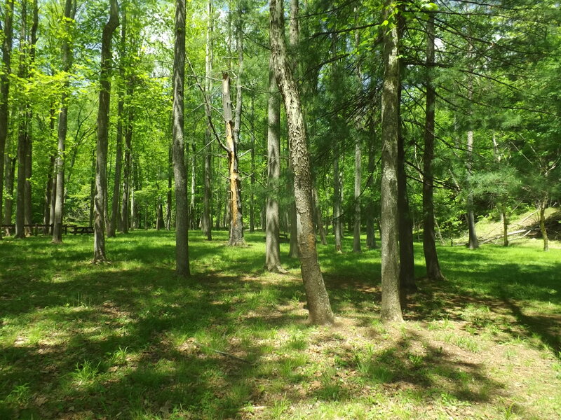 Sunlit Forest Clearing — Green, Serene, Afternoon, Photograph, Trees, Grass, Shadows