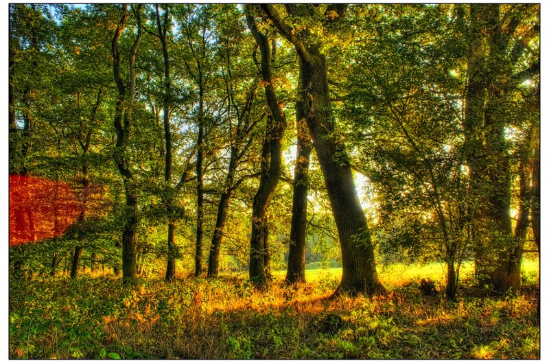 Sunlit Forest Clearing — Green, Serene, Afternoon, Photograph, Trees, Grass