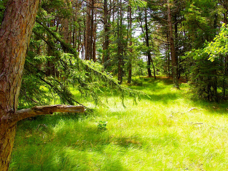 Sunlit Forest Clearing — Green, Serene, Afternoon, Photograph, Trees