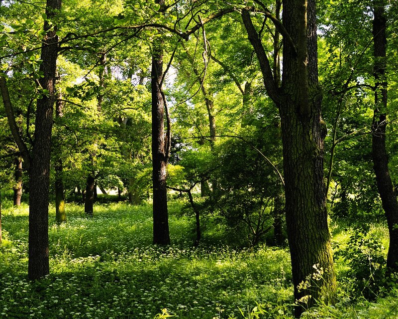 Sunlit Forest Clearing — Green, Serene, Afternoon
