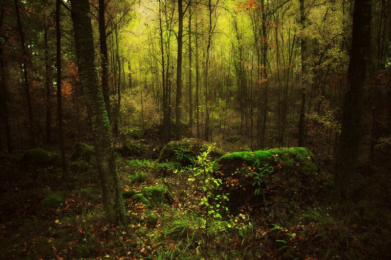 Sunlit Forest Clearing — Green, Serene, Autumn, Photograph