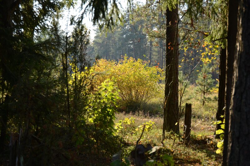 Sunlit Forest Clearing — Green, Serene, Autumn